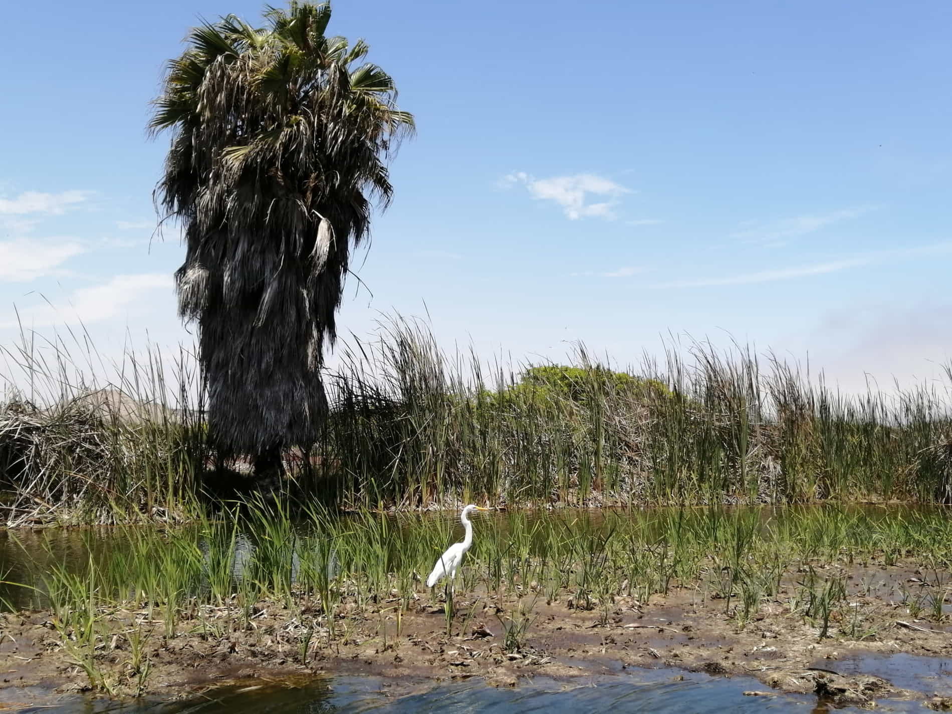 alt=Pantanos de villa, importancia de los humedales